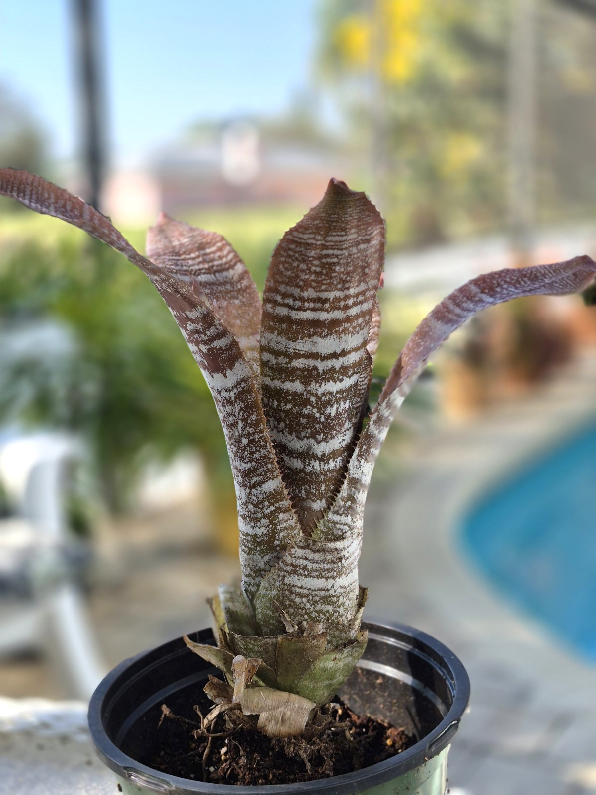 Hohenbergia Correia-Araujoi FUDGE RIPPLE Bromeliad Tropical Plant, Full Sun
