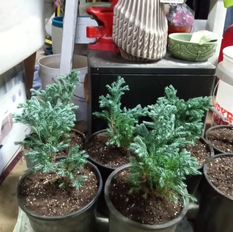 2 Boulevard Cypress Live Trees – 7-10″ Tall – Evergreen Shrub – Zones 4-8