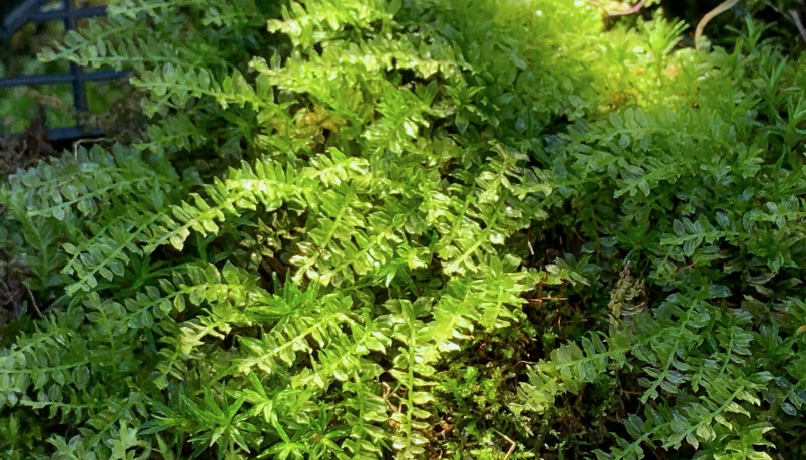 Live Moss -Top 3 Favorites Mix -FEATHER -SMALL STAR -GEM THYME Terrarium 48″ sq.