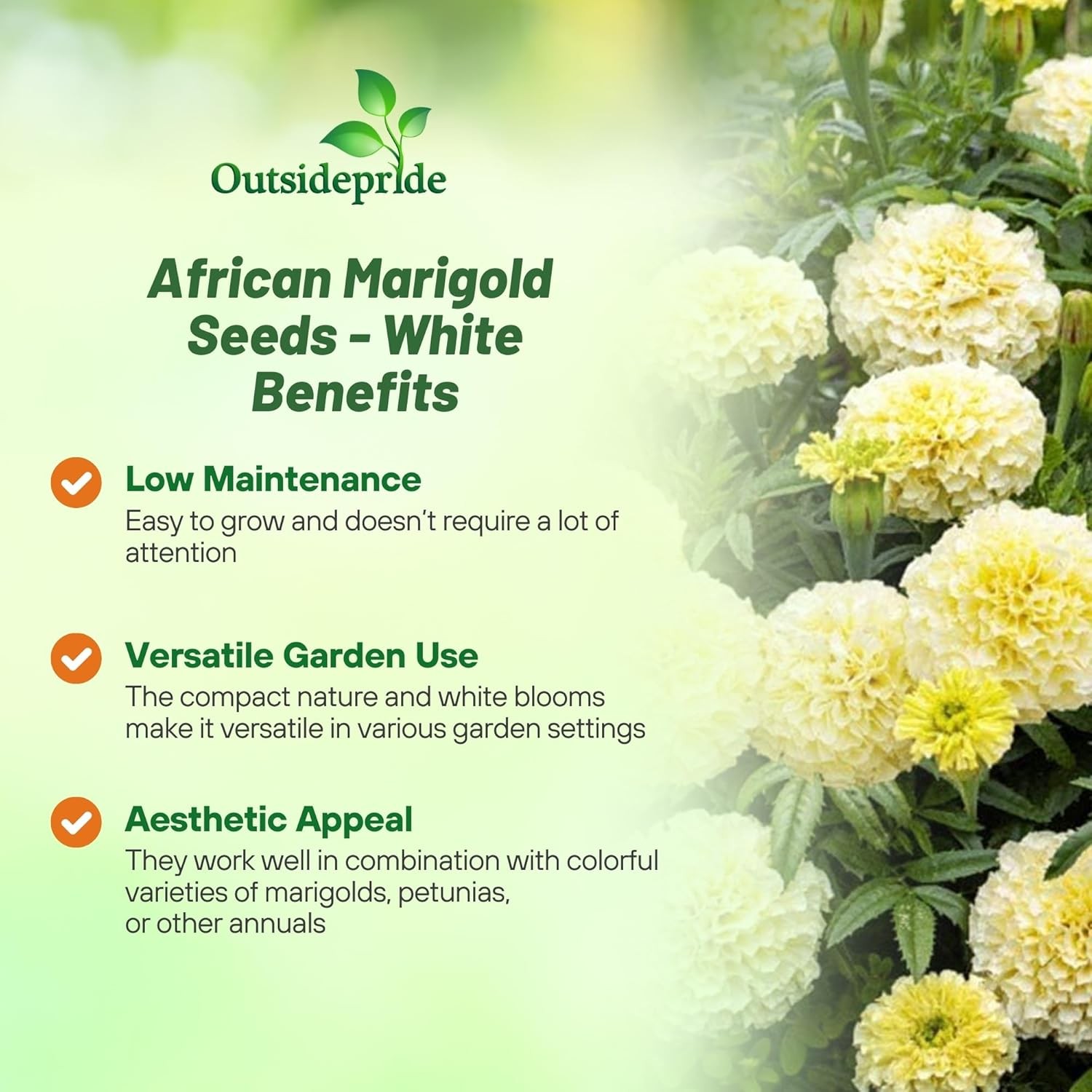1000 Seeds Marigold Seeds – Tagetes Erecta Kilimanjaro Flower Seed