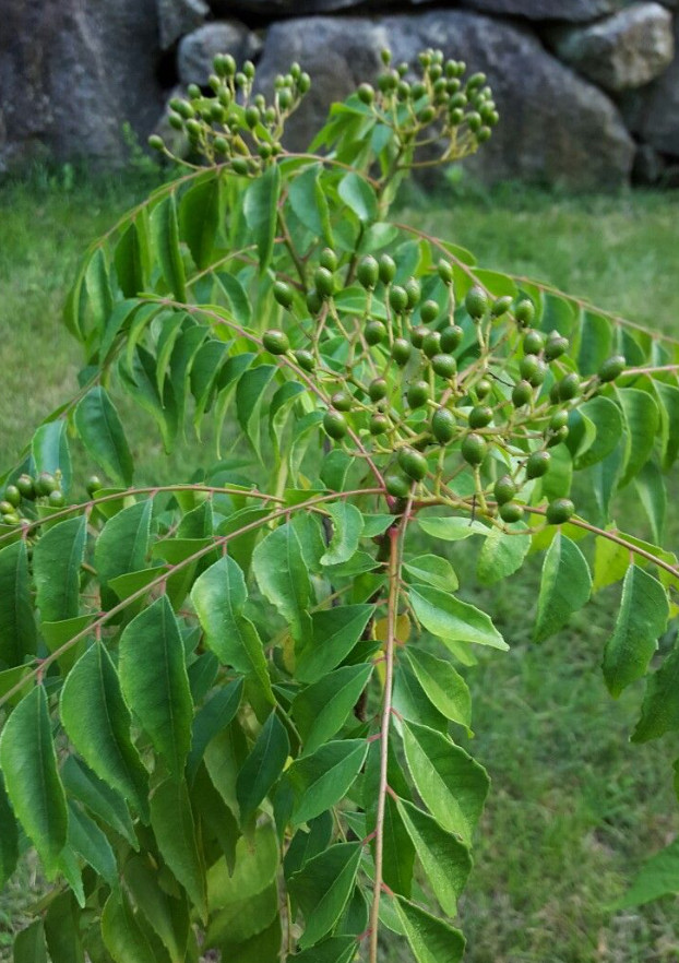 Live Neem Tree Plant – 2 Gal Pot – Approx. 3 Feet Tall – Ornamental & Shade Tree