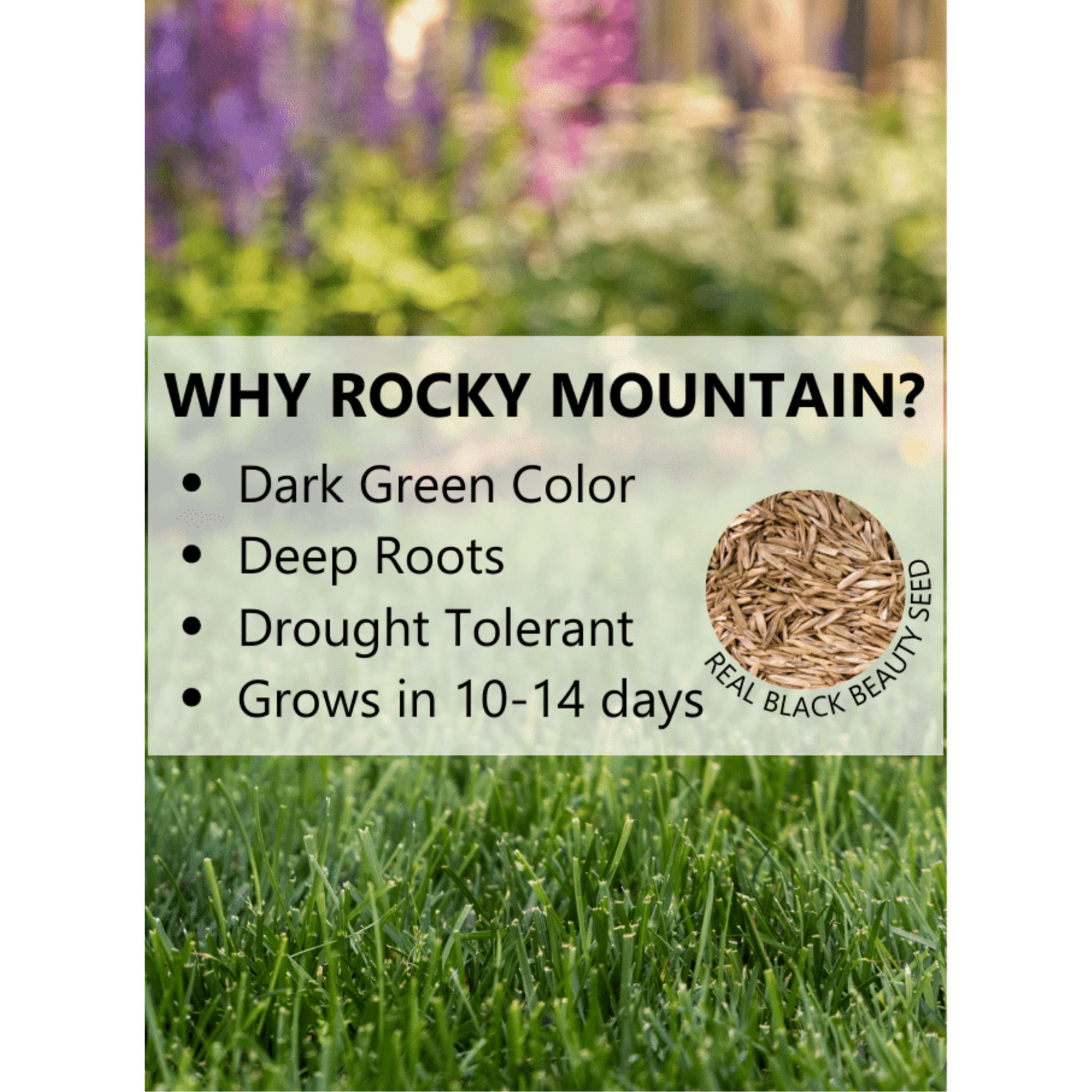 Black Beauty Rocky Mountain Colorado Lawn Grass Seed. 7lb