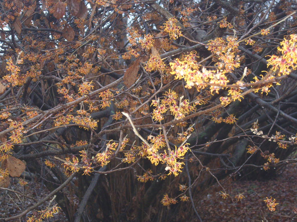 10 VERNAL WITCH HAZEL SEEEDS – Hamamelis vernalis
