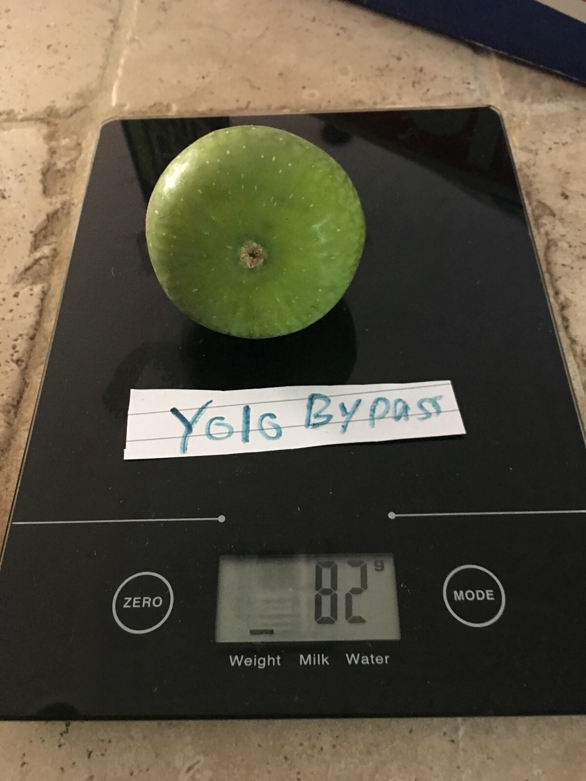 Yolo Bypass Fig (TP-FG-0004) (Two cuttings)