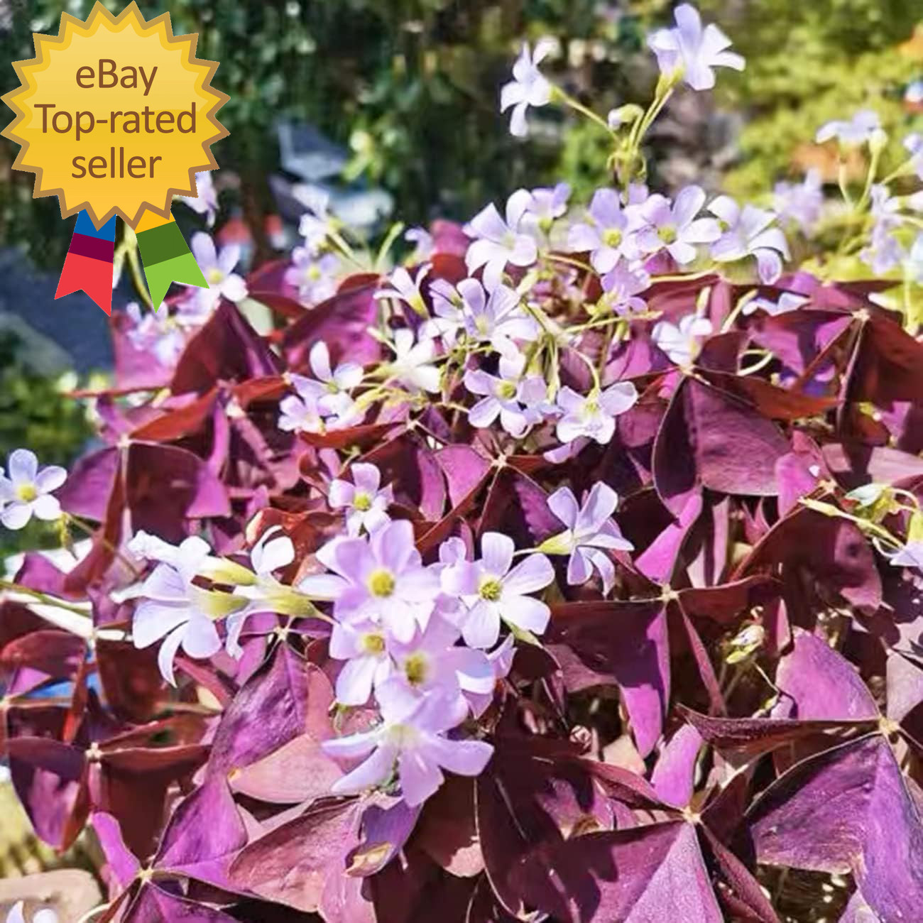 12+ Bulbs Purple Shamrocks Oxalis Triangularis Lucky Lovely Flowers Bulbs Grows