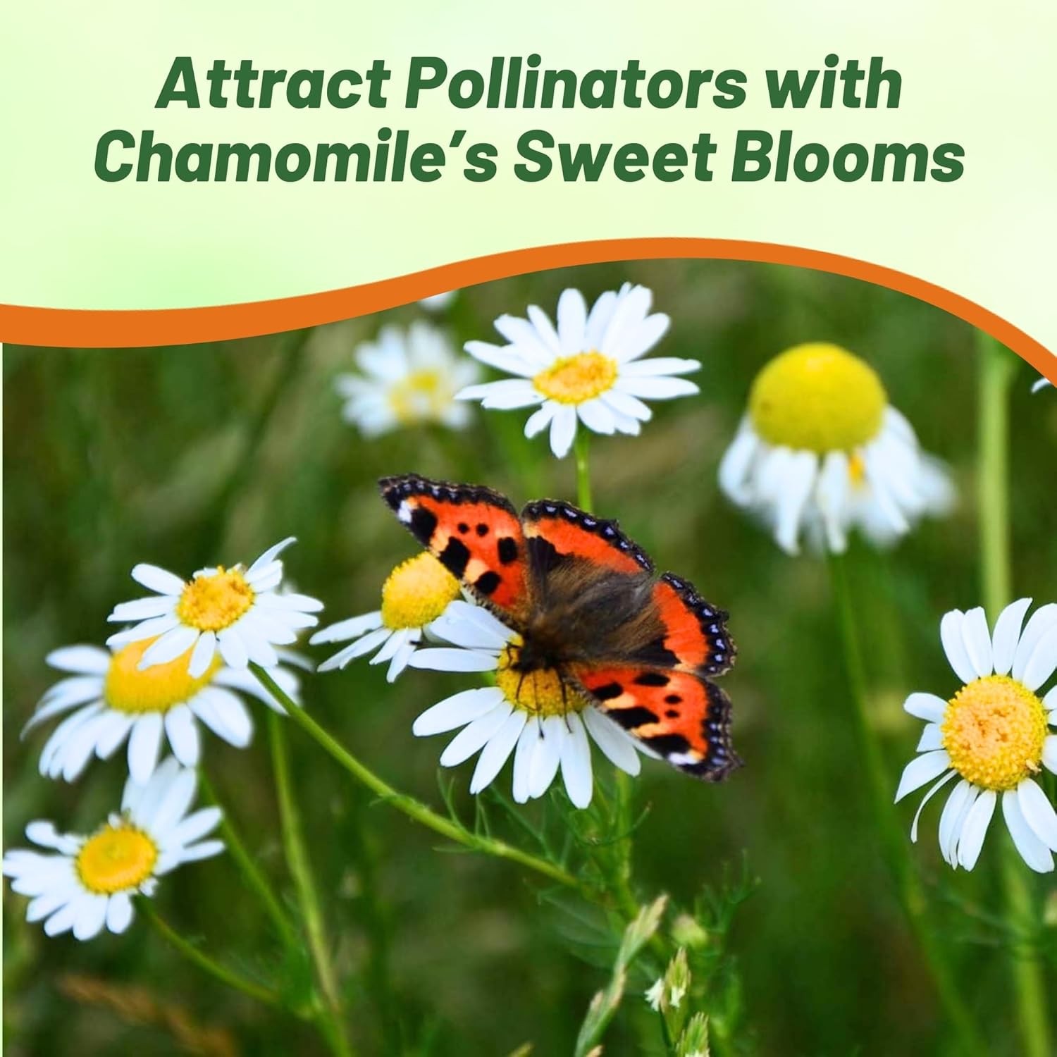 10000 Seeds Chamomile Seeds – German Chamomile Herb Seed
