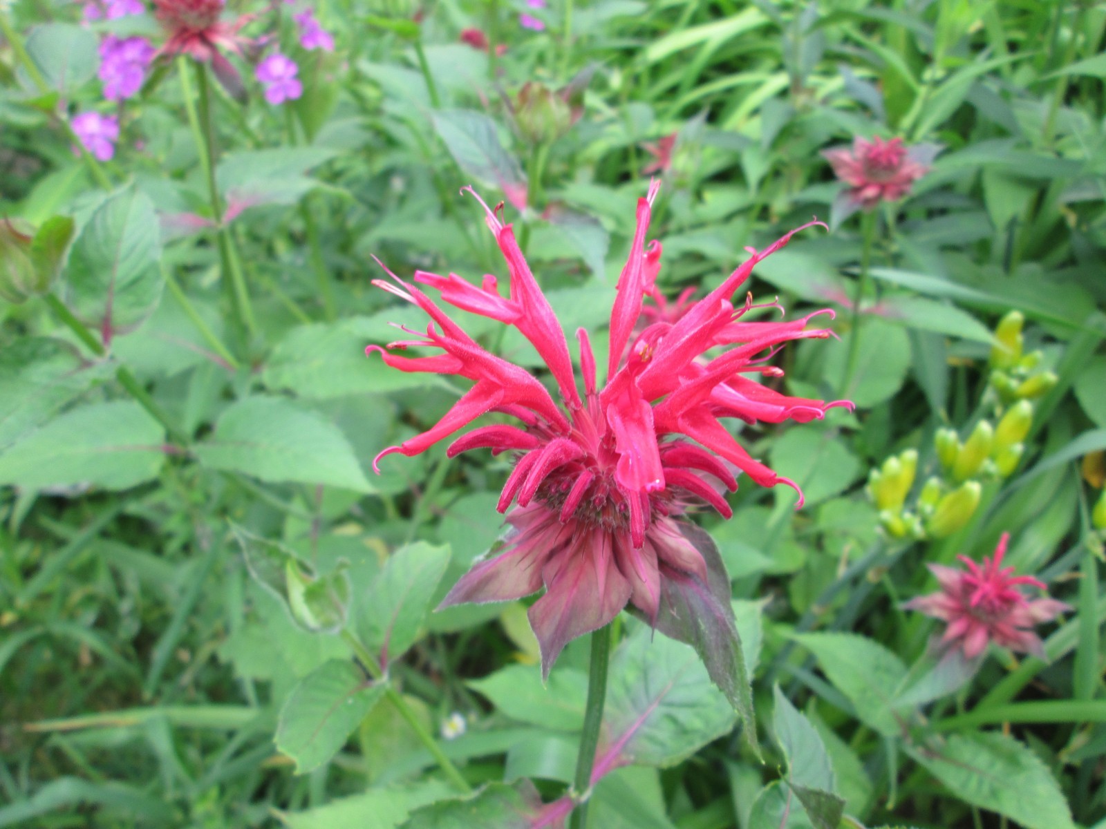 8 Red bee balm 3-9 freshly dug shipped same day hardy perennial blooms long time