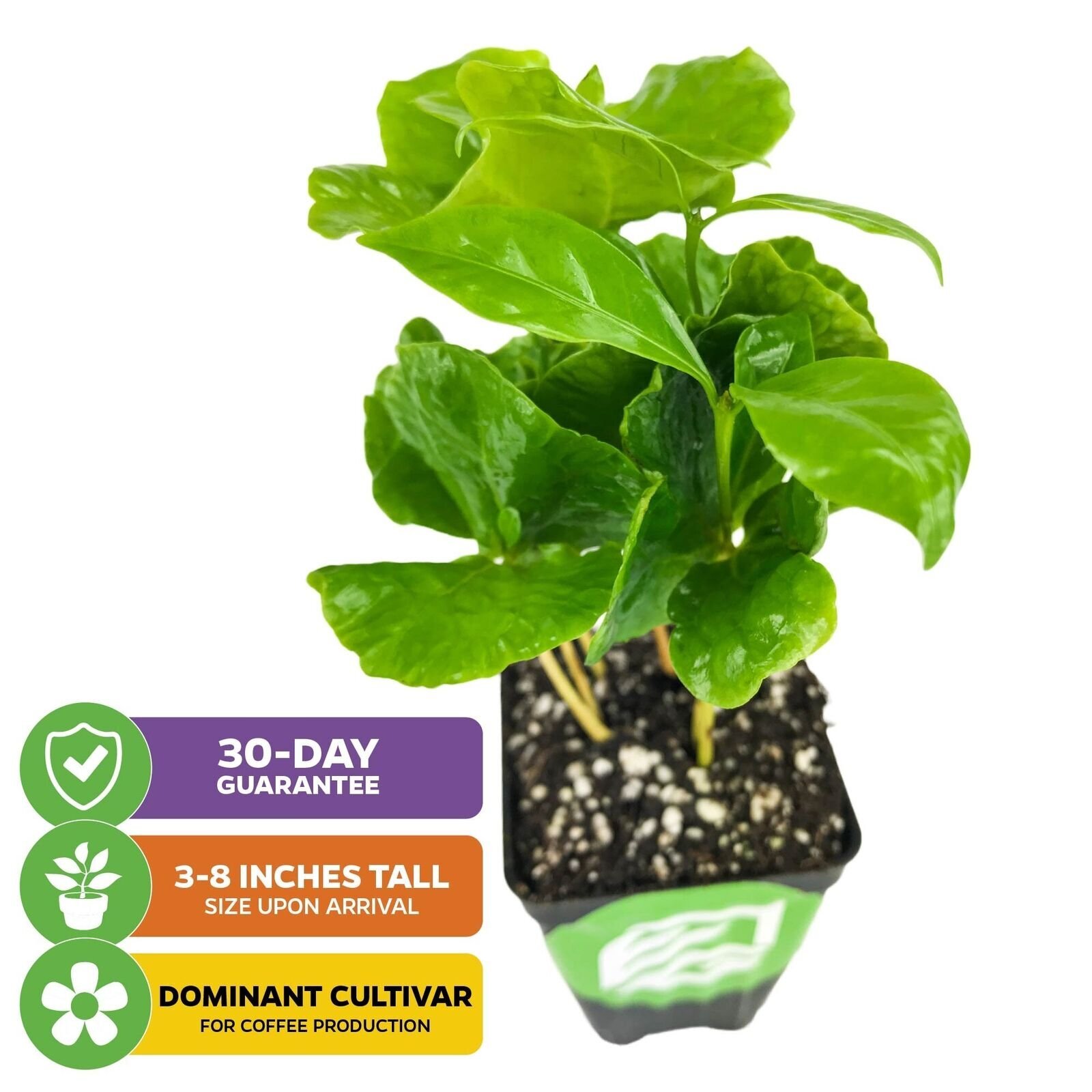 Coffee Plant – Coffea arabica – Live Plant
