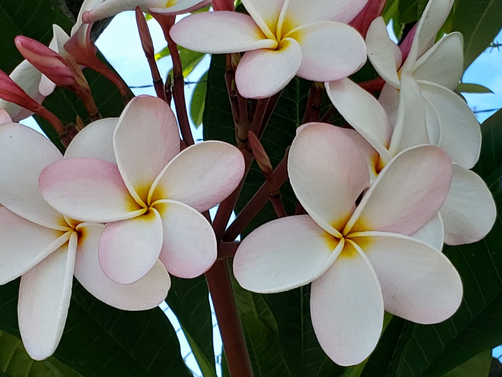 Rare Plumeria. One Slaughter Pink plumeria cuttings 8 to 14”. Free Shipping
