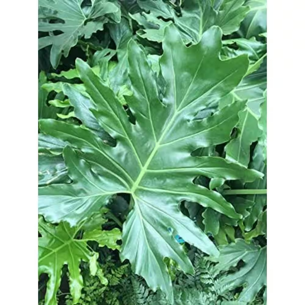 Philodendron Variety Pack-3 Live Plants in 2 In. Pots-Grower’S Choice of Rare an