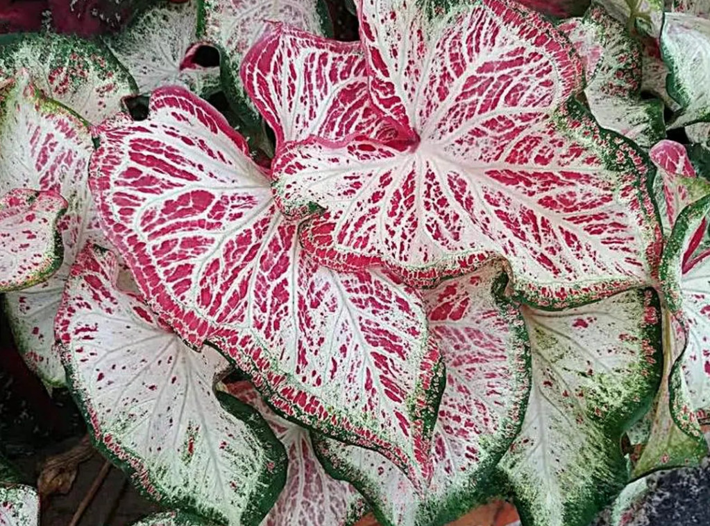 Caladium ‘Peppermint’ – Size #2 Bulbs (4 Bulbs, 1-1.5″) – Vibrant Pink Tropical