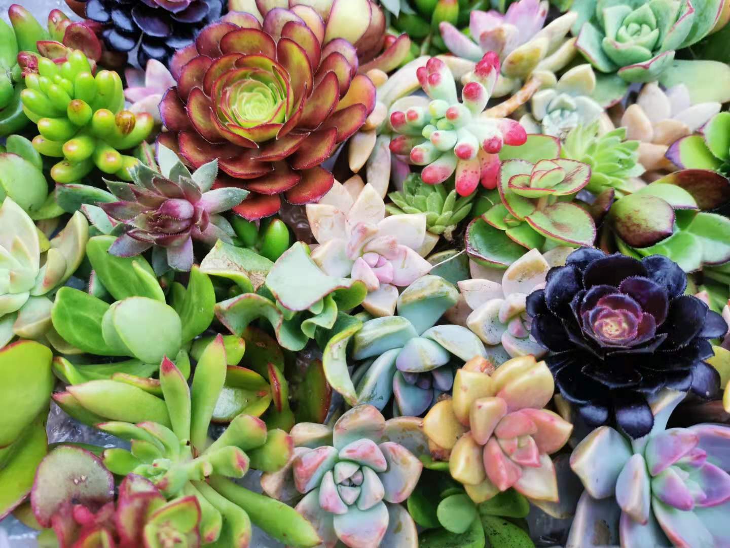 20 Assorted Succulent Cuttings/ 18 Varieties