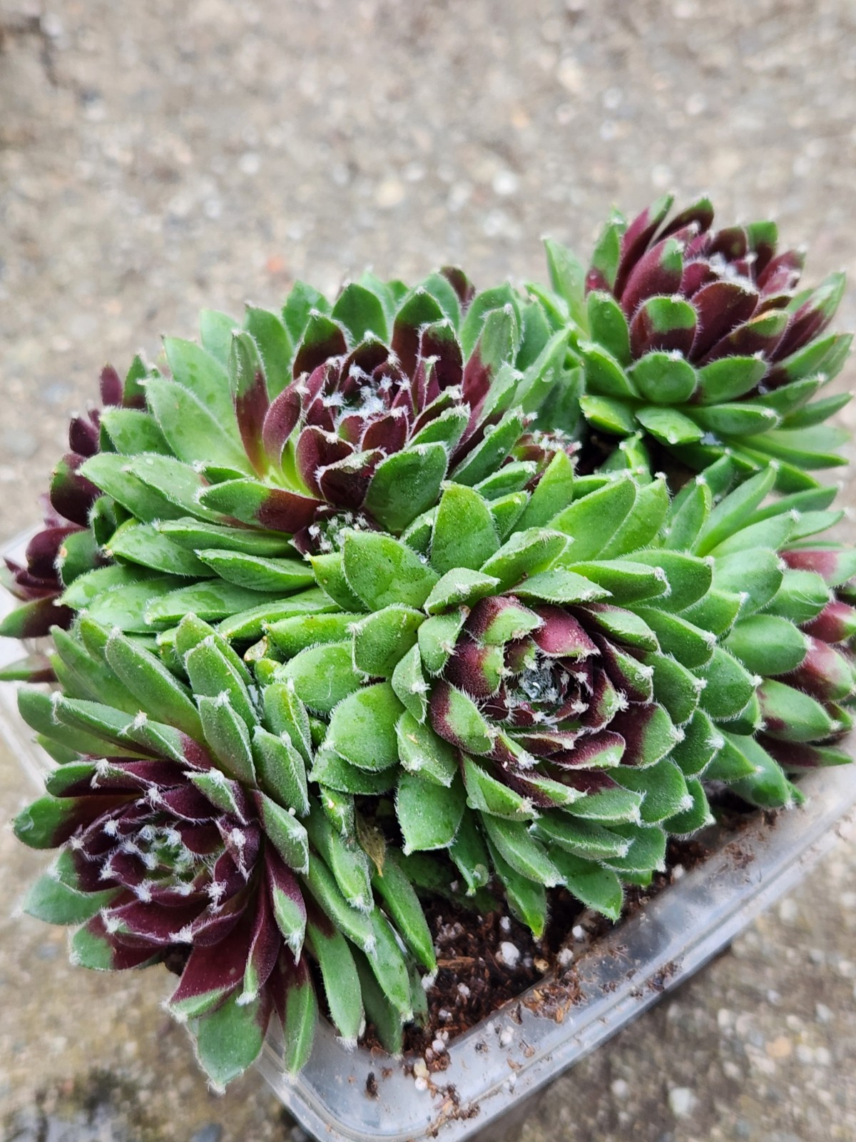 Quality 1 Sempervivum Succulent Red Color Cluster w Chicks Green Red 5″ Rooted