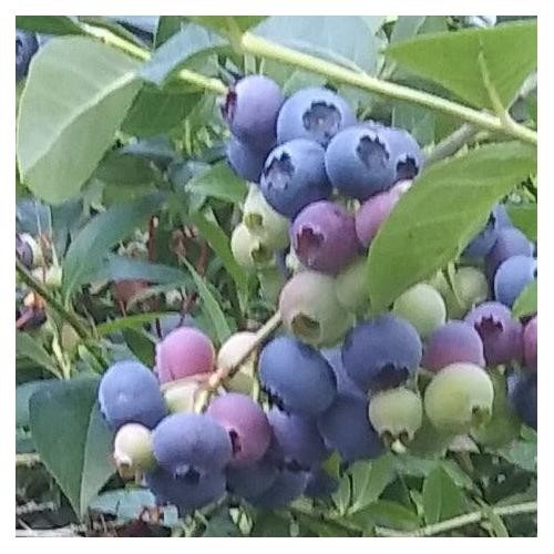 Blueberry Duke Live Plant Early Season Cold Hardy Fruit Bush