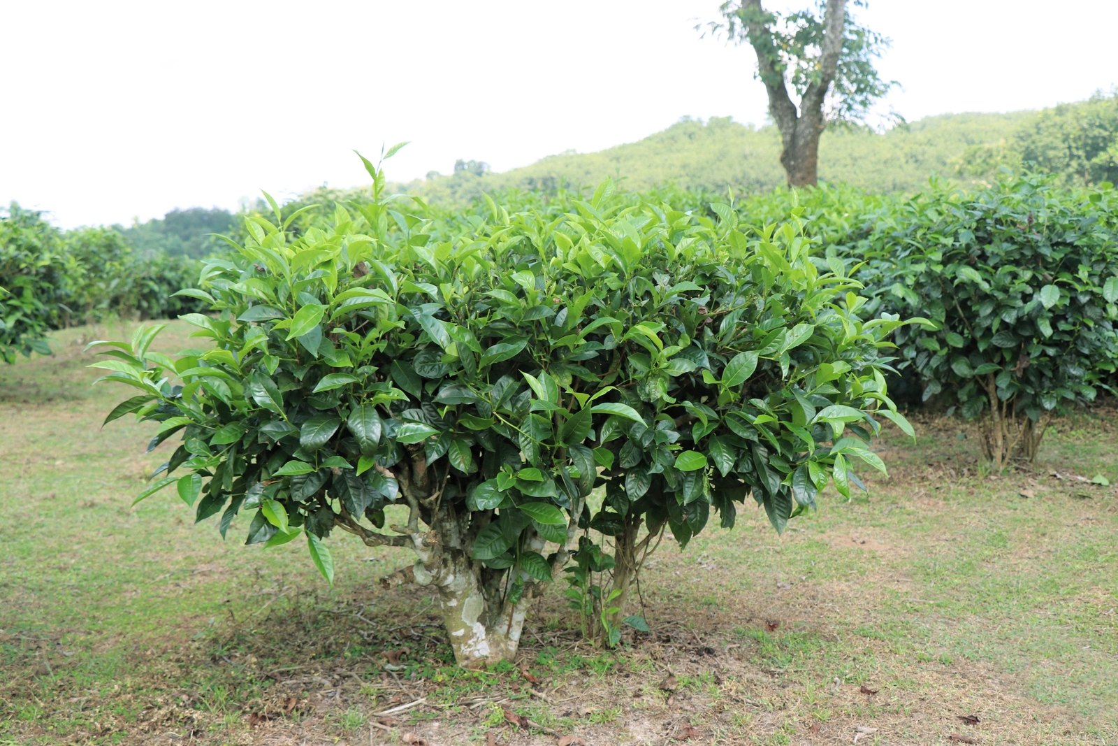 5 TEA PLANT Black & Green Drinking Tea Camellia Sinensis Tree Shrub Flower Seeds
