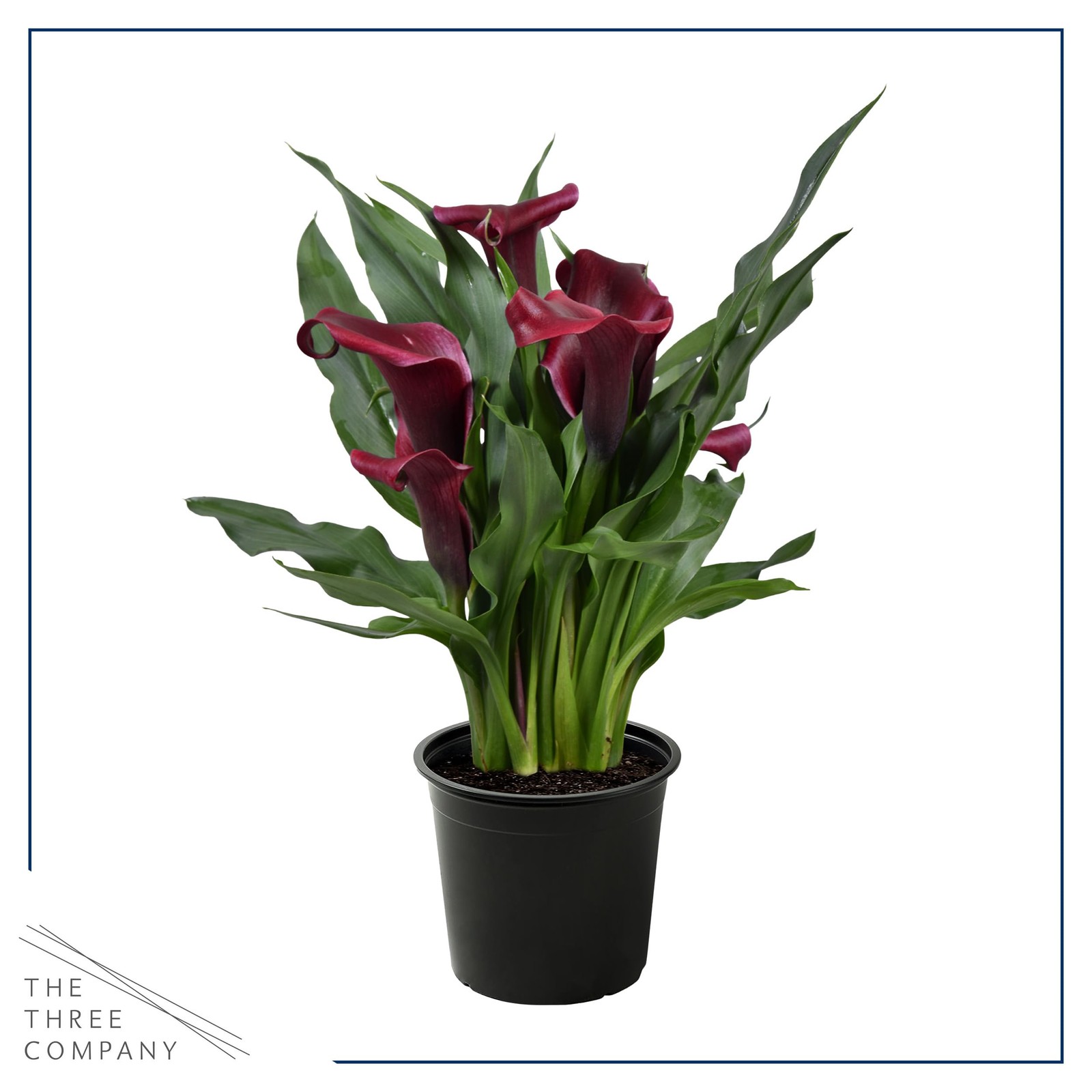 The Three Company Live Flowering Calla Lily 2 Plants Per – Red 3 – – 12