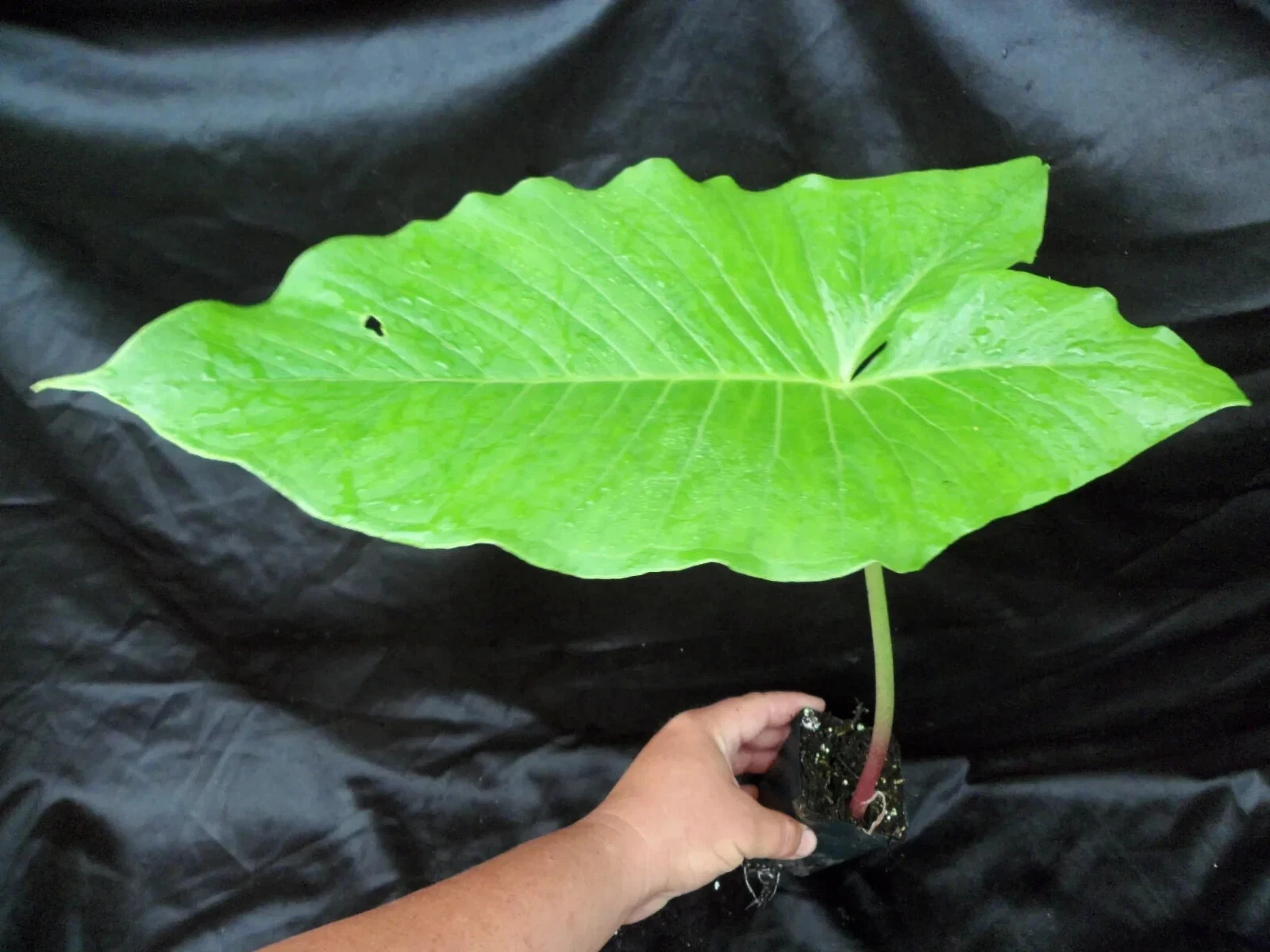 (2) Sauromatum Giganteum Typhonium Giant Voodoo Lily Arum Amorphophallus Bulb