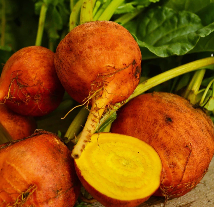 GOLDEN DETROIT BEET SEEDS 100+ grow ROOT vegetable GARDEN non GMO free SHIPPING
