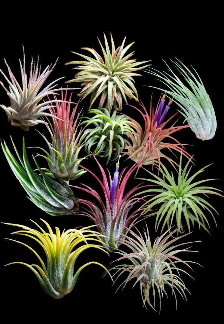 3 For 1 Deal Ionantha Air Plants Wholesale Bulk Lot Of Beautiful Tillandsia