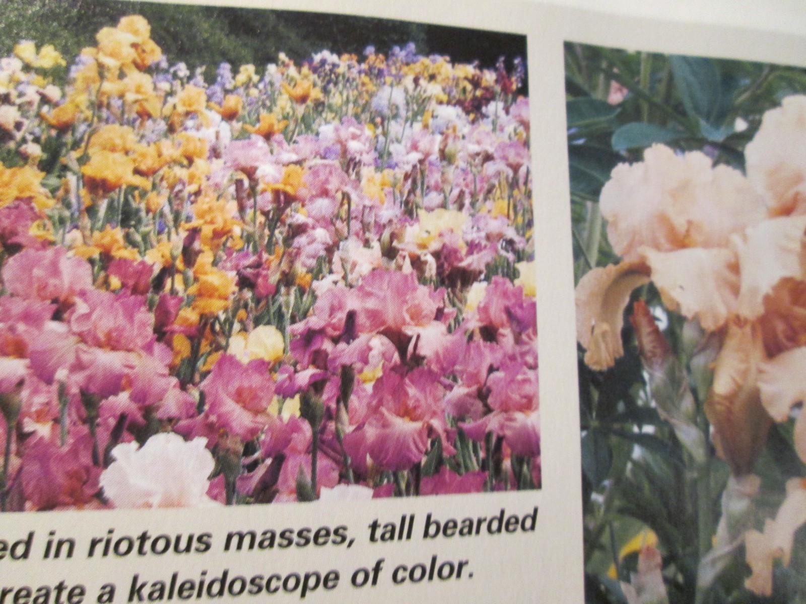 10 Iris Fresh Bearded Iris Rhizomes Mixed Varieties