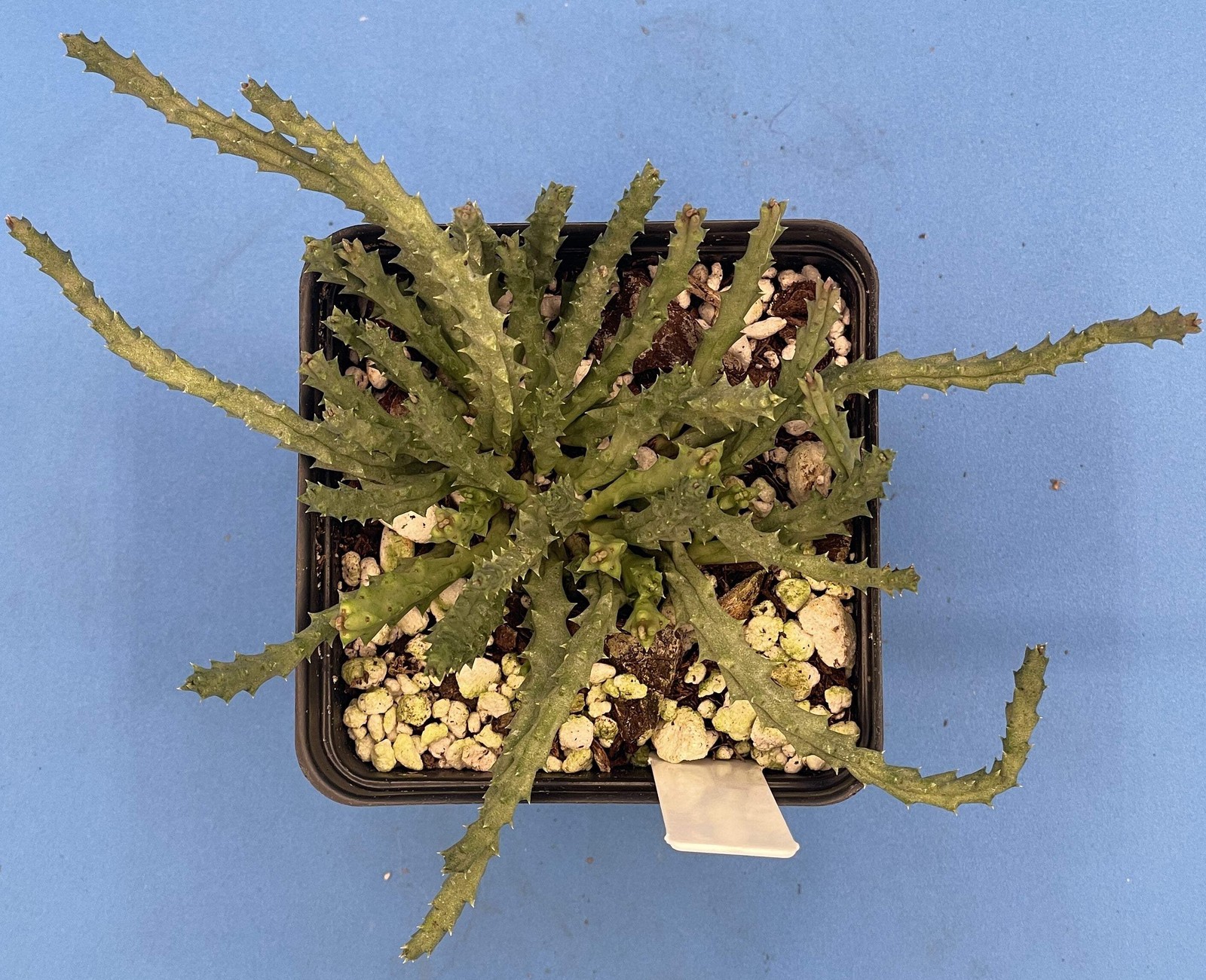 Orbea Pulchella – Rooted in 3.5″ Pot – Rare – Carrion Flower