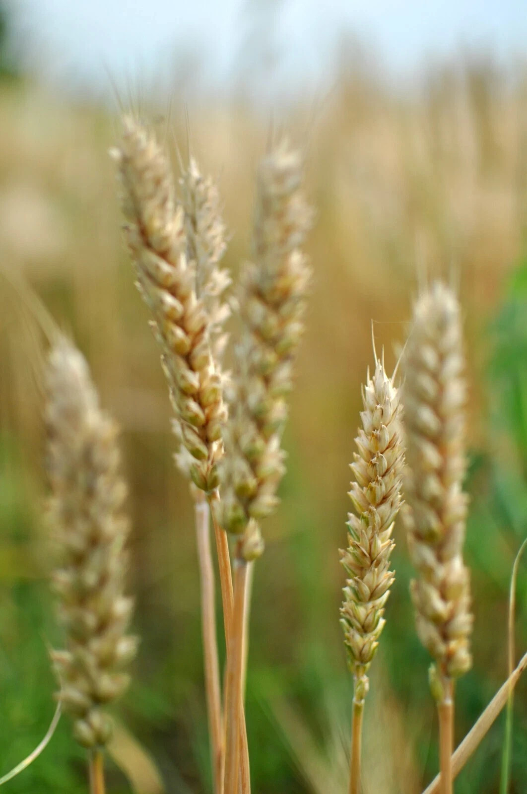 Hard Red Winter Wheat Seeds NON-GMO for planting sprouting fodder storage 5 Lbs