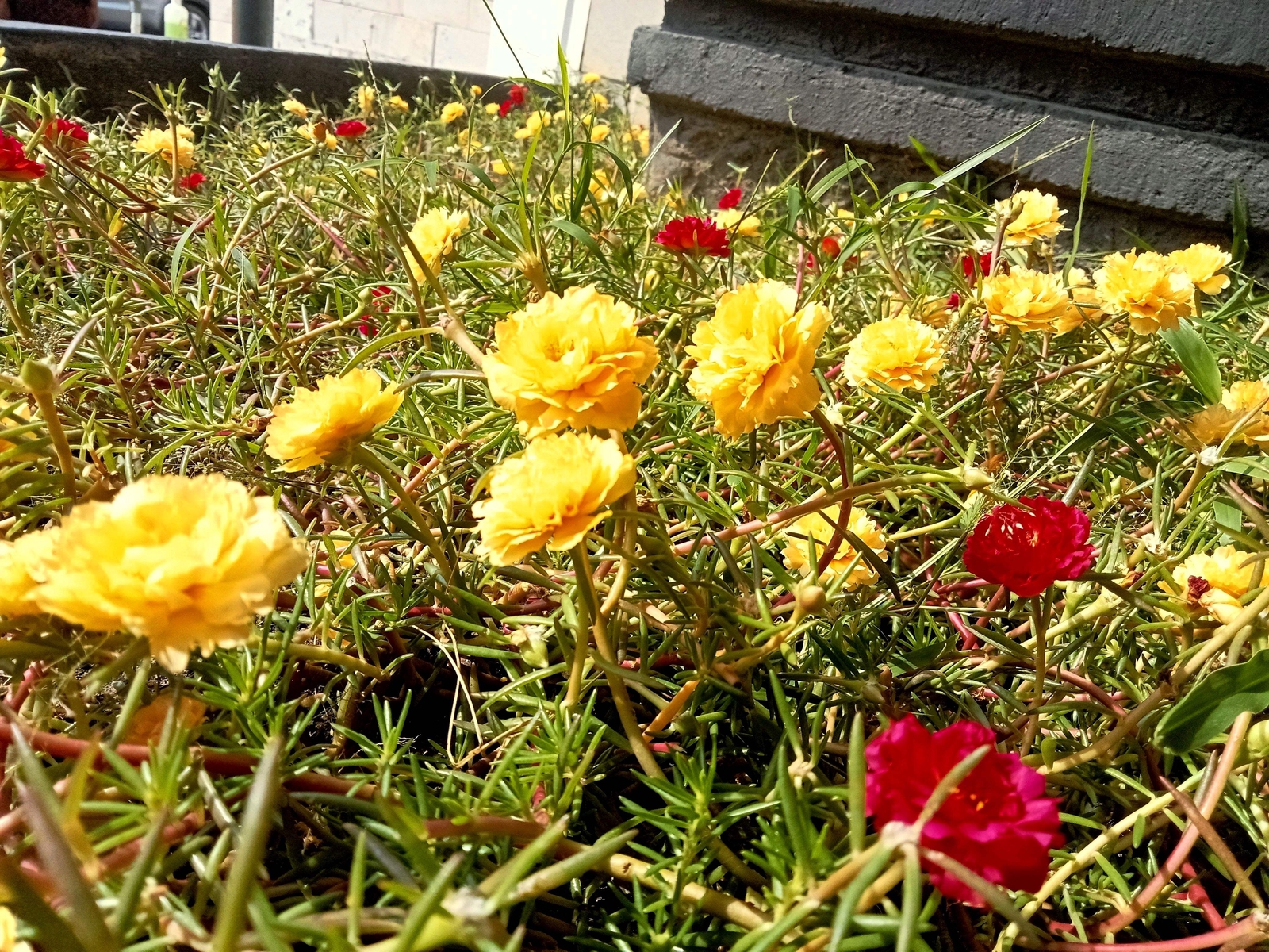 100 YELLOW PORTULACA Grandiflora / MOSS ROSE Gold Flower Seeds *Comb S/H