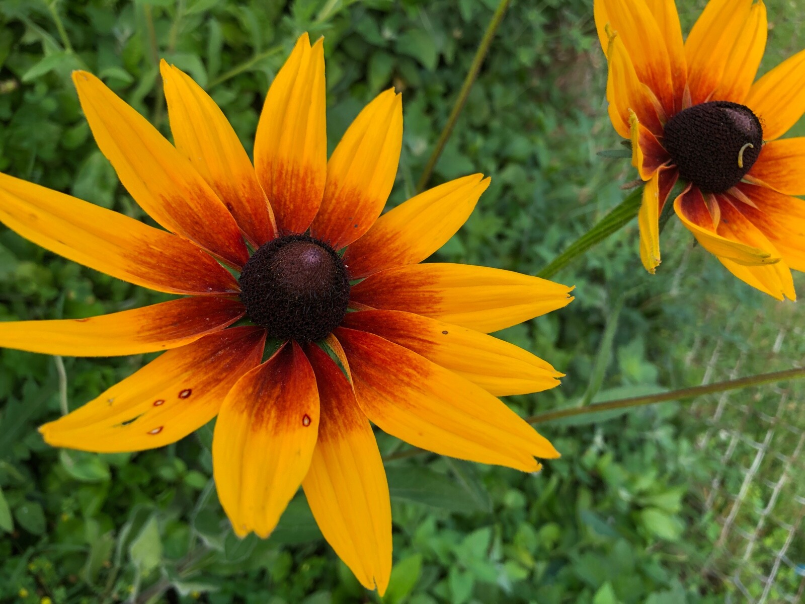 Organic Rudbeckia Hirta SEEDS~Gloriosa Daisy BlackEyed Susan~Color Variation Mix