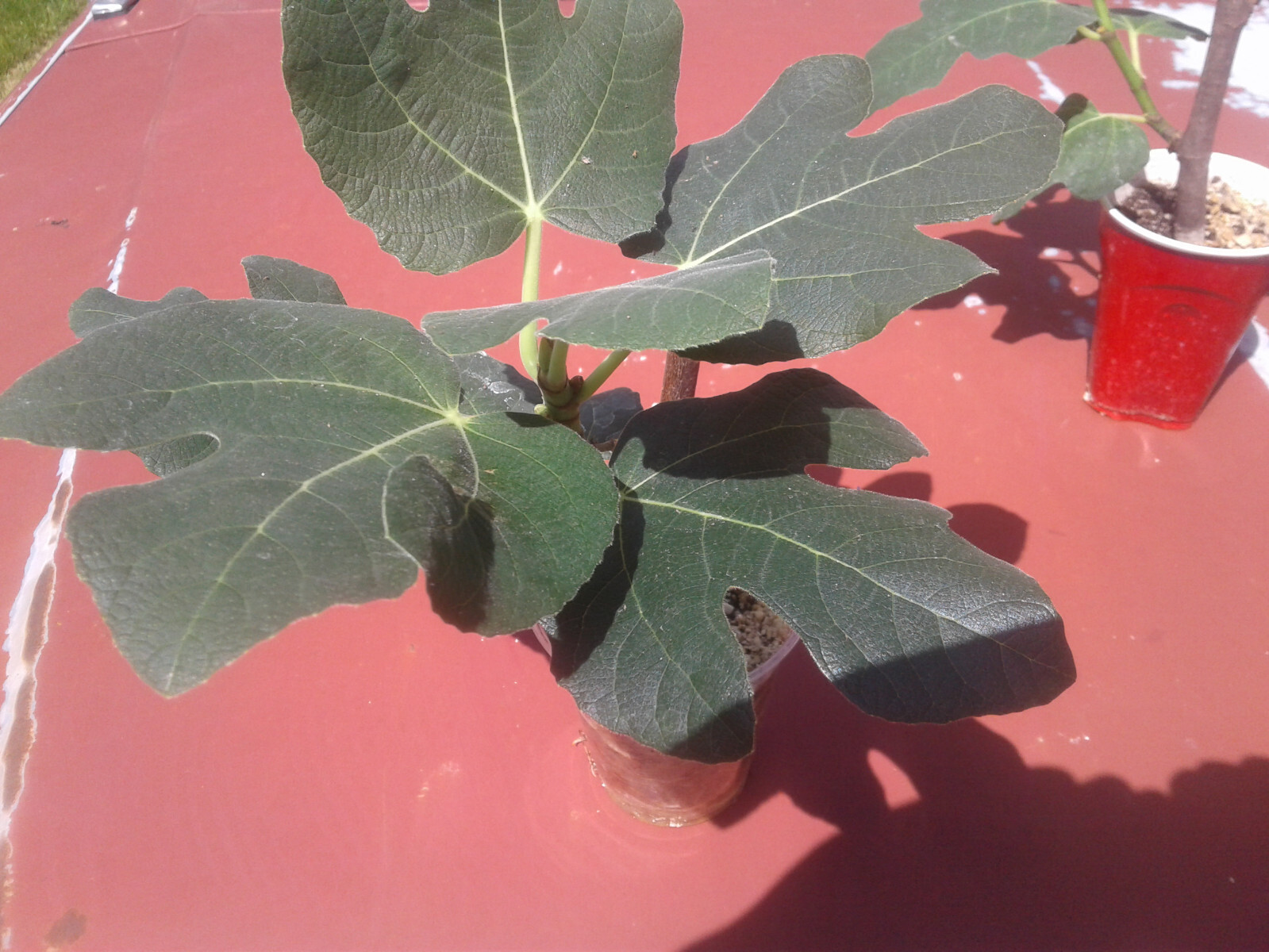 Black Malta Fig Tree: 1 Healthy Cultivar 8″to 12″ H. & 5″-9″ W. Ficus Carica