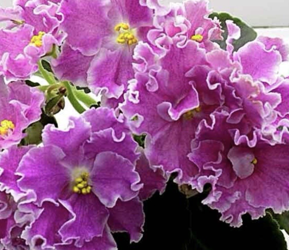 African Violet Plant EK Bright Kimono