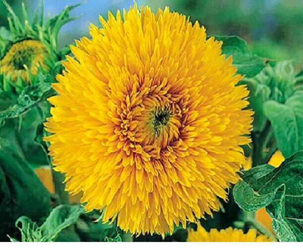 Double Tall Sungold Giant SunFlower 30 Fresh seeds Harvested in 2025~NonGMO