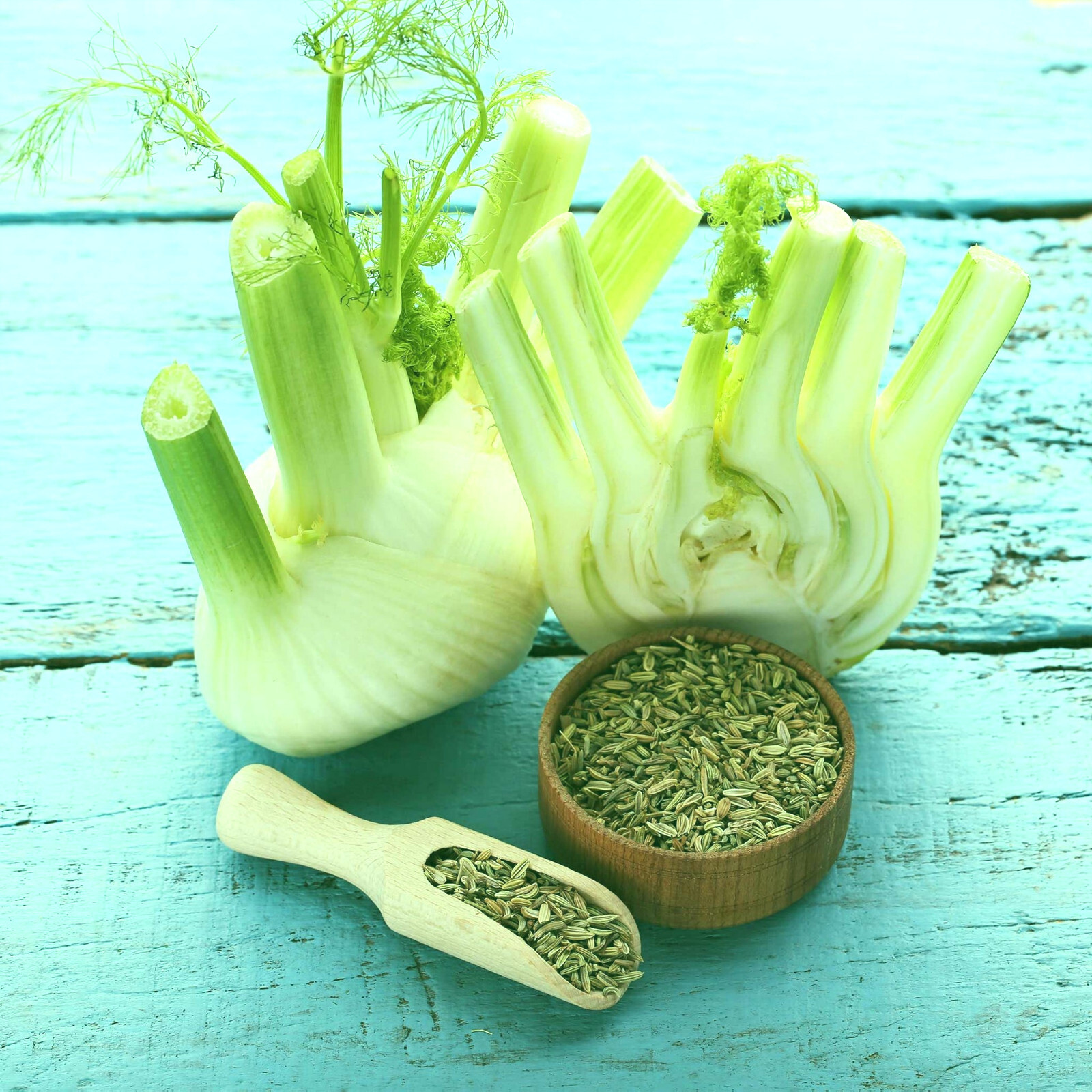 FLORENCE FENNEL ‘Foeniculum vulgare’ 50+ SEEDS