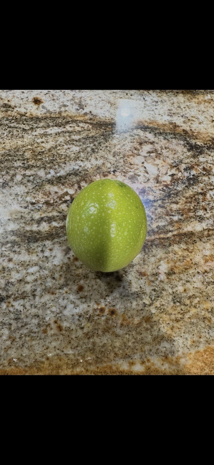 Qinmi No. 9″ 钦蜜9号 黄金百香果 passion fruit Vine Cutting 10 To 15 Inch