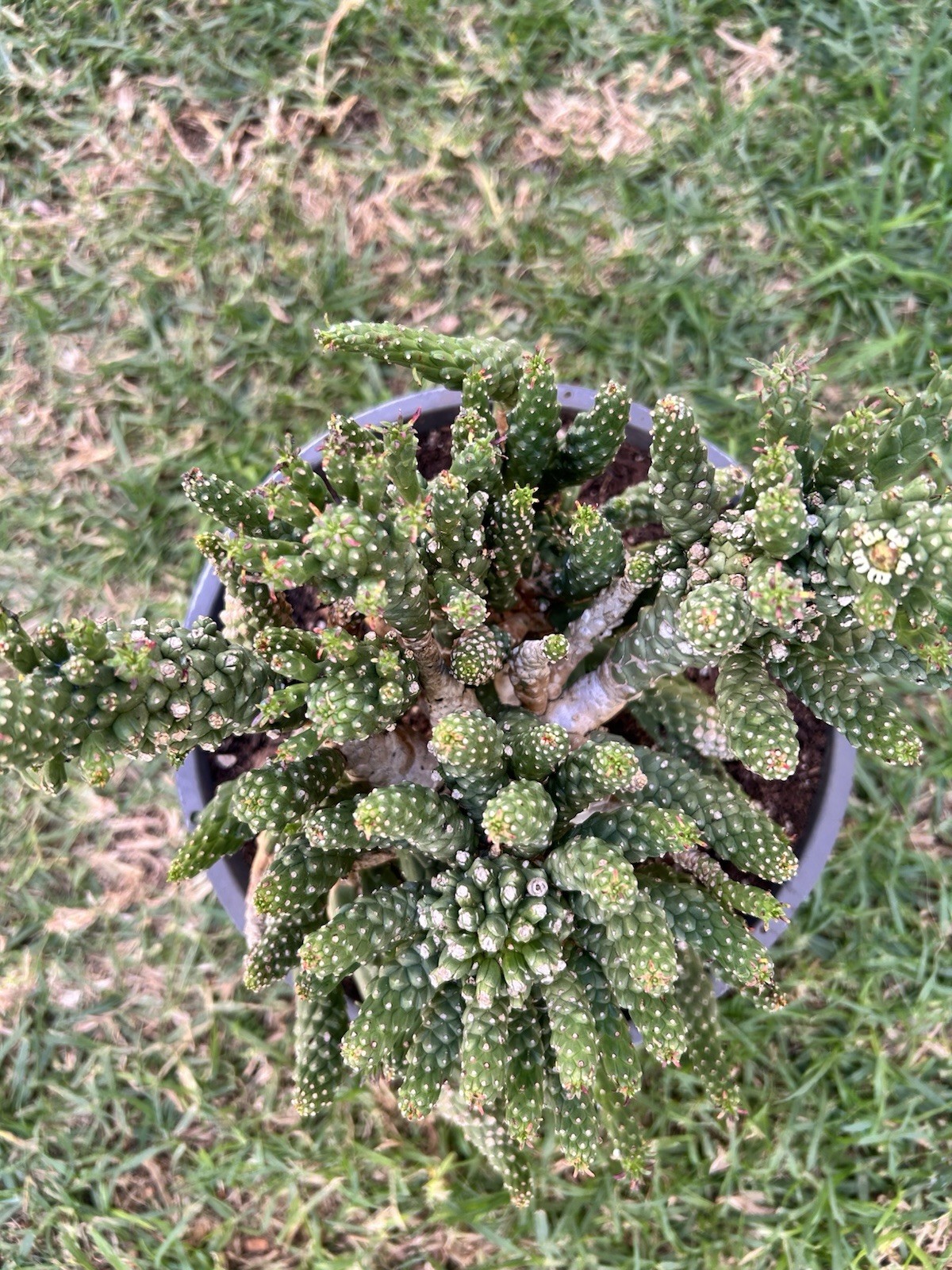 Unique Euphorbia Inermis Multi-Head Succulent Cactus Plant