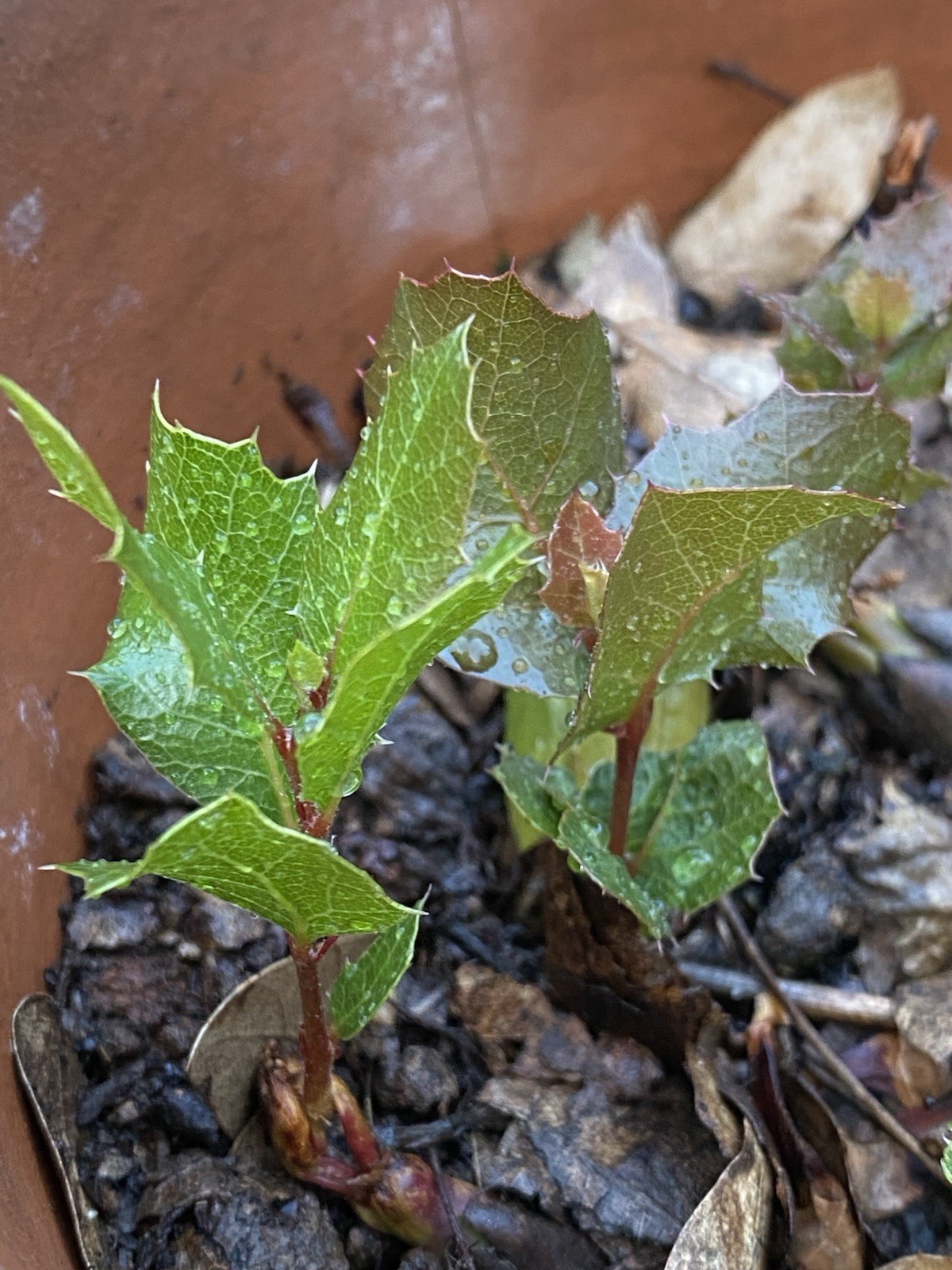 Native Californian Baby Trees- Interior Live Oak Seedlings- Quercus Wislizeni