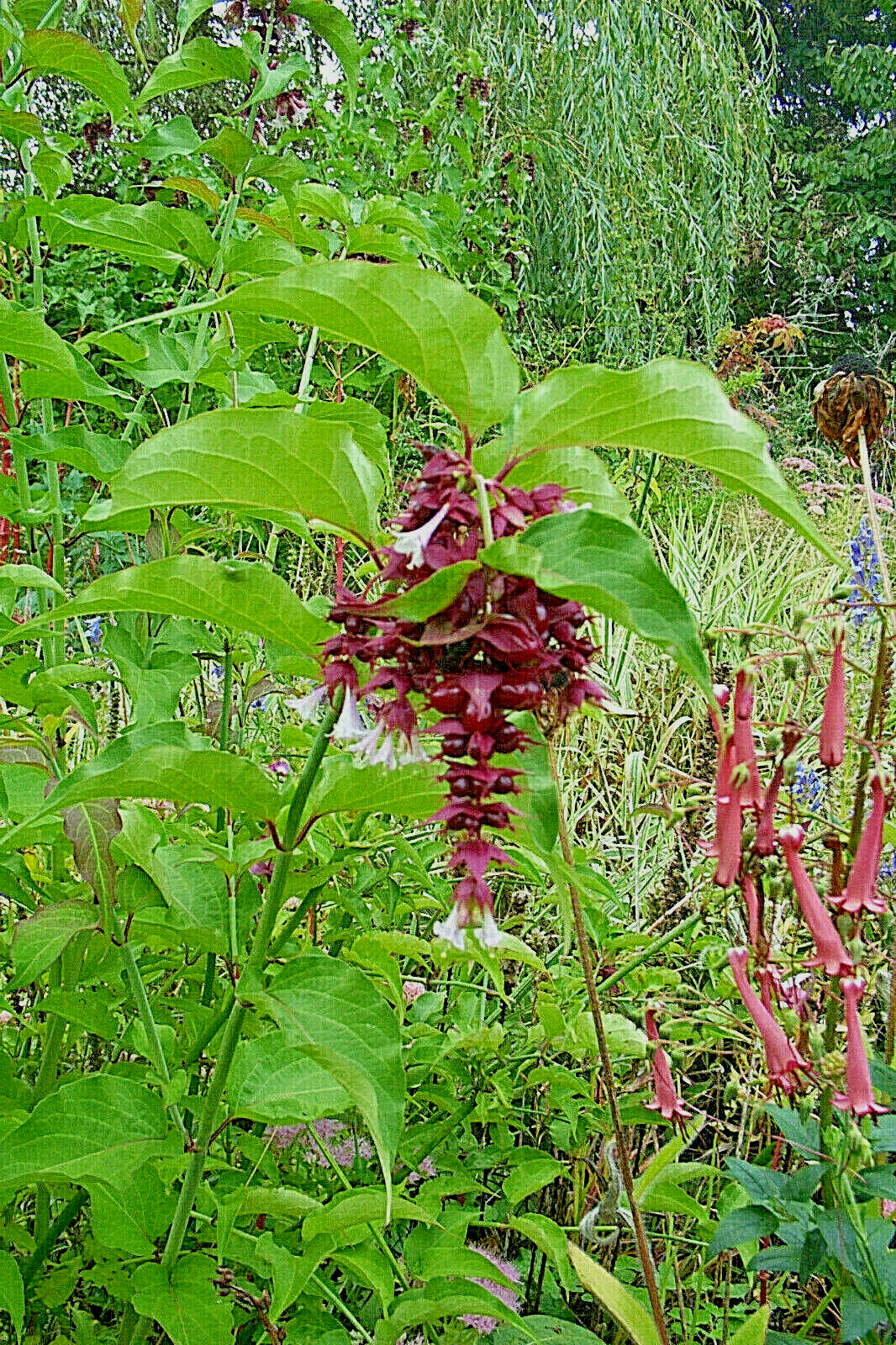 HIMALAYAN HONEYSUCKLE BUSH 201 SEEDS HARDY PERENNIAL mariesgreengarden EZ PLANT
