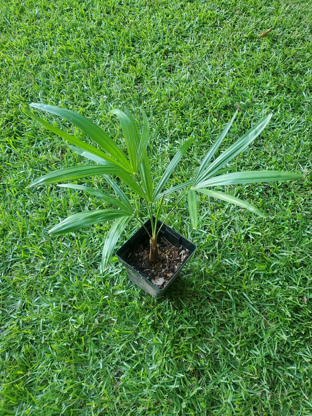 Trachycarpus fortunei Tesan 1 gallon