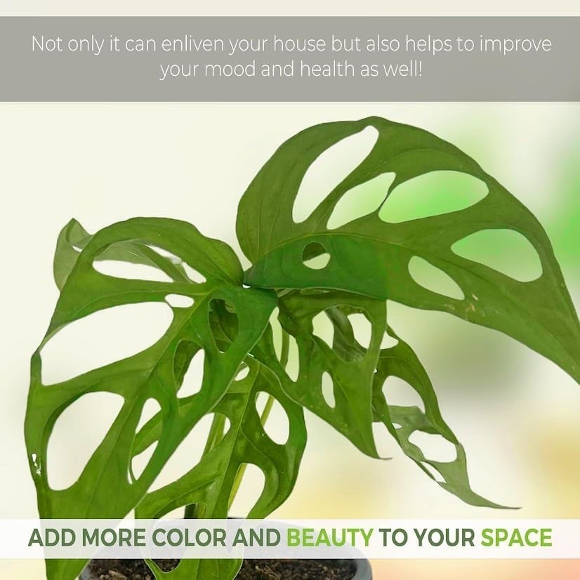 Monstera Tigre by LEAL PLANTS ECUADOR | Swiss Cheese Plant | Natural Décor Plant