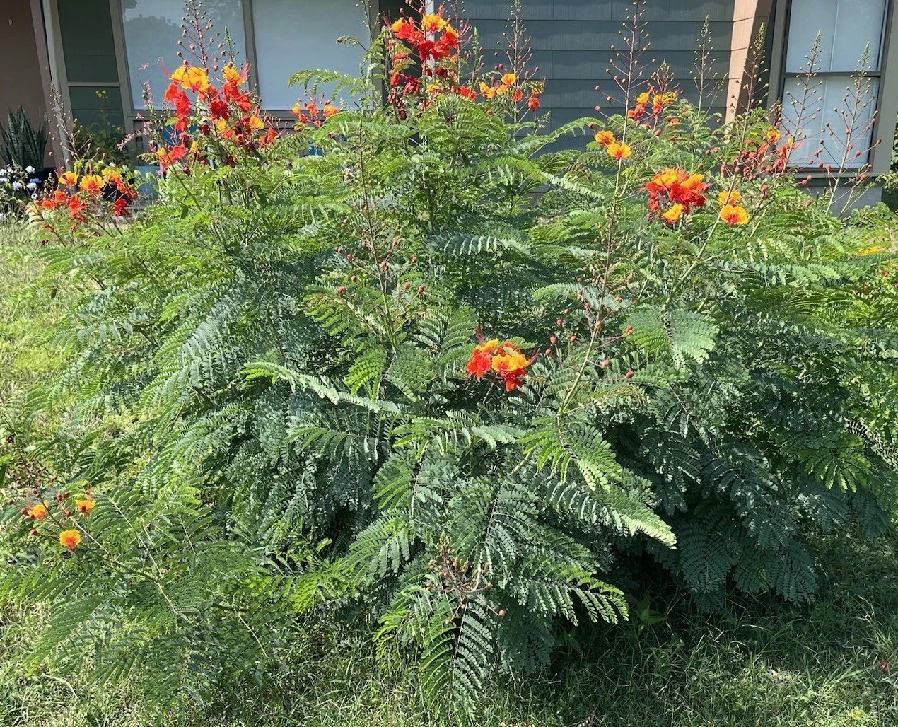 Pride of Barbados (Caesalpinia pulcherrima), 12 seeds per Order From Texas US