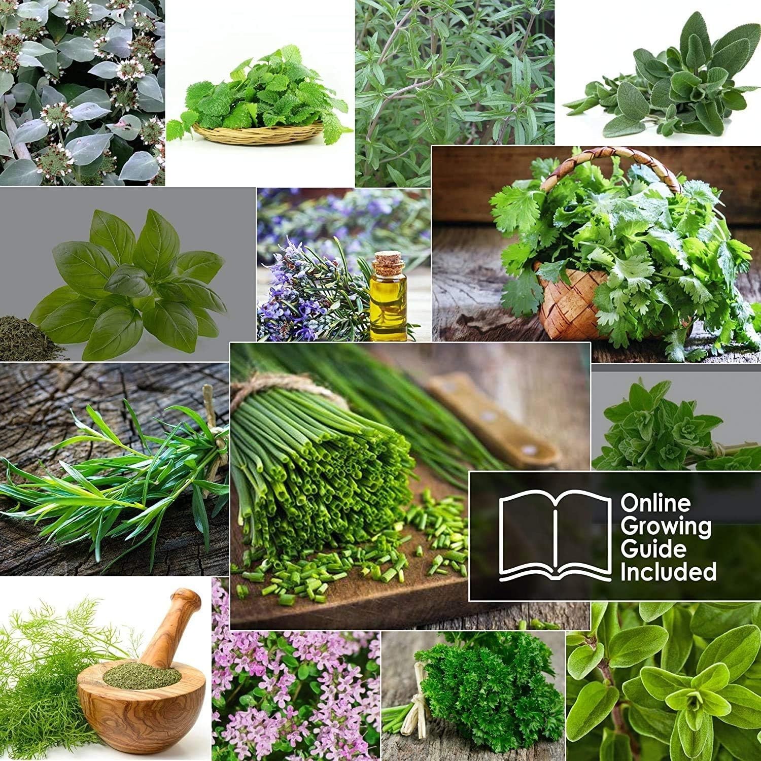 14 Culinary Herbs Seeds – High Germination Rate, USA Grown Non-GMO Varieties