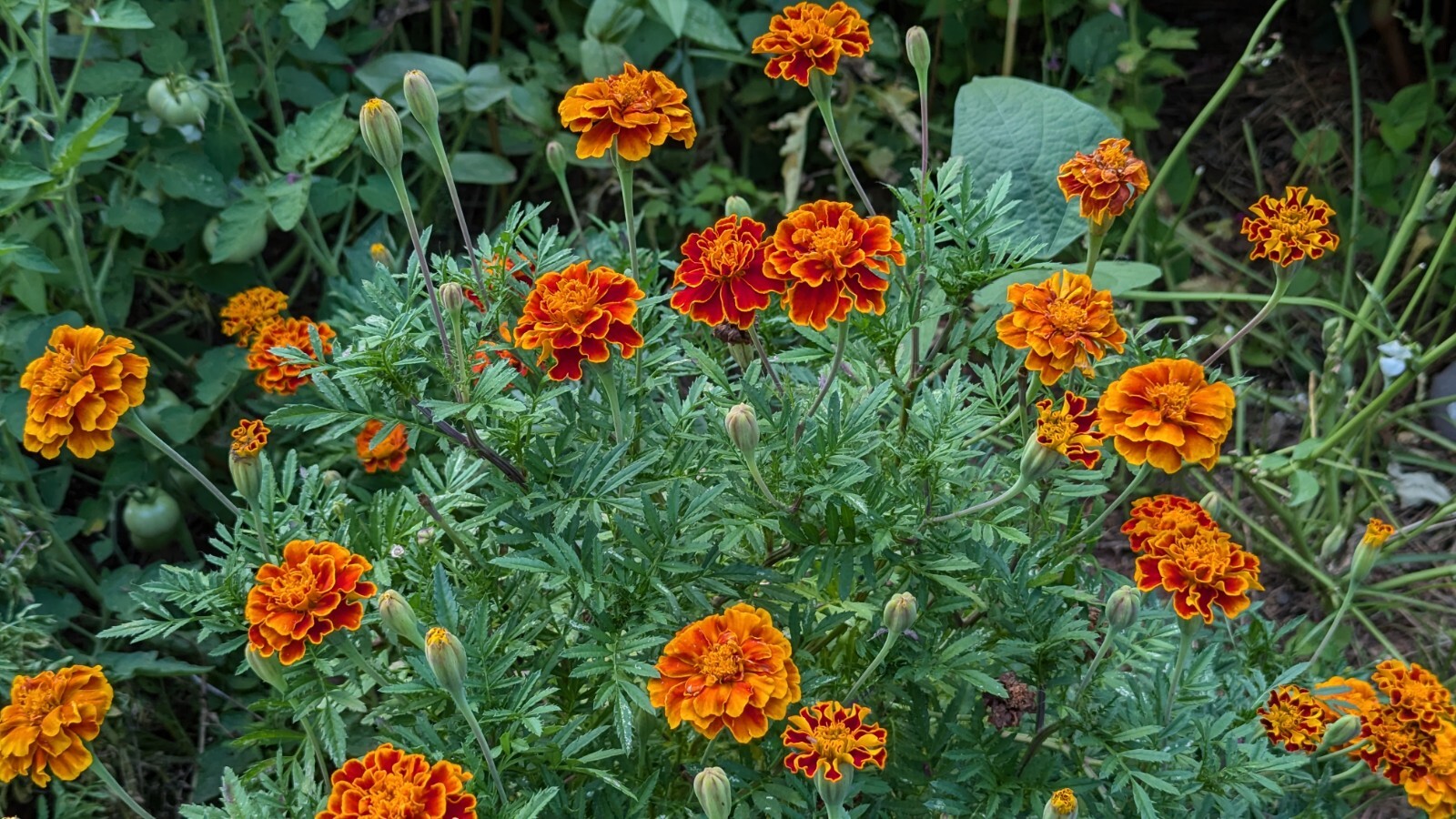 100+ French Marigold Dwarf BOLERO AAS winner 300 mg Seeds