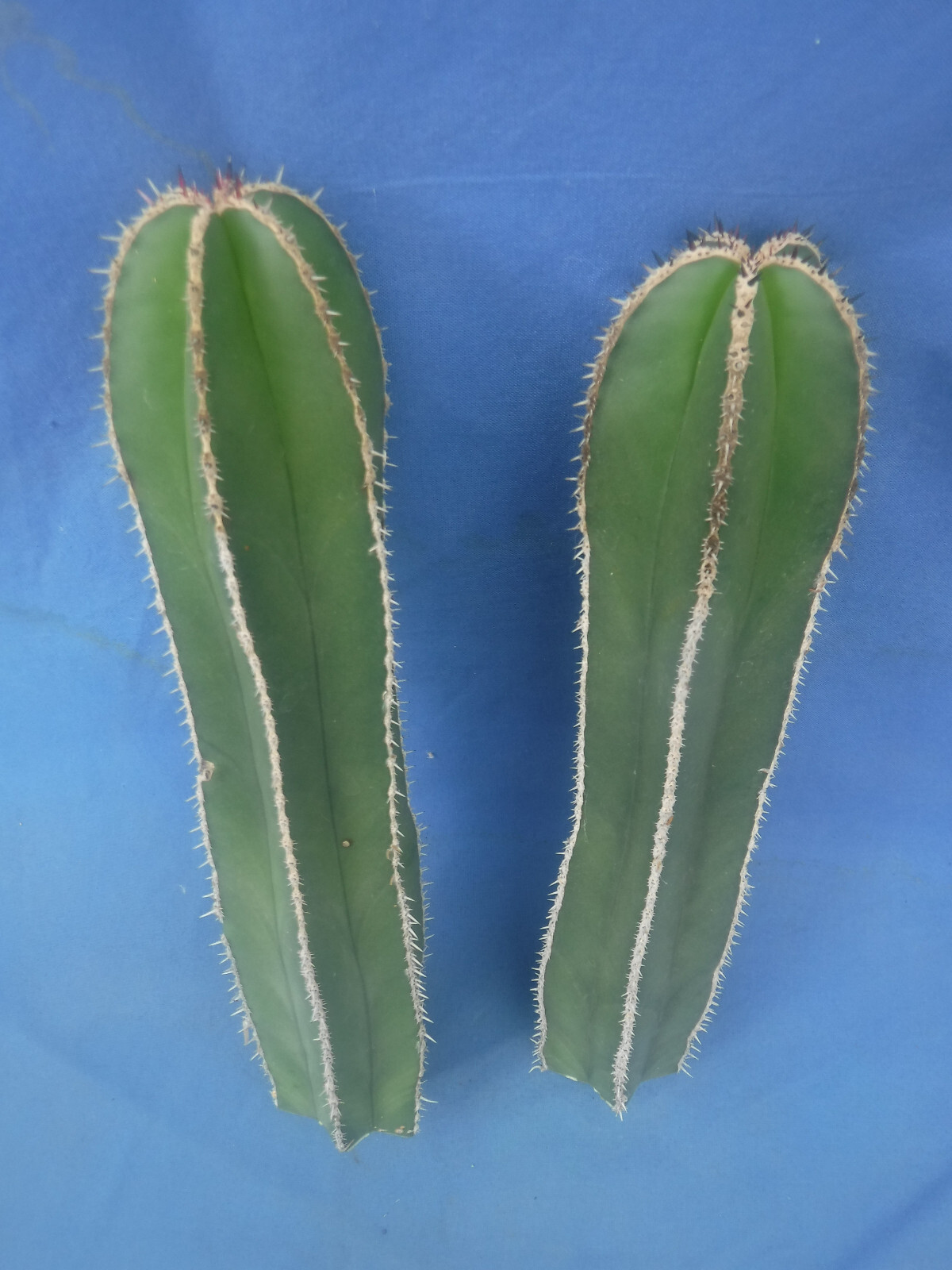 Mexican Fence Post Cactus Pachycereus marginatus TWO CUTTINGS 10″-12″ Tall