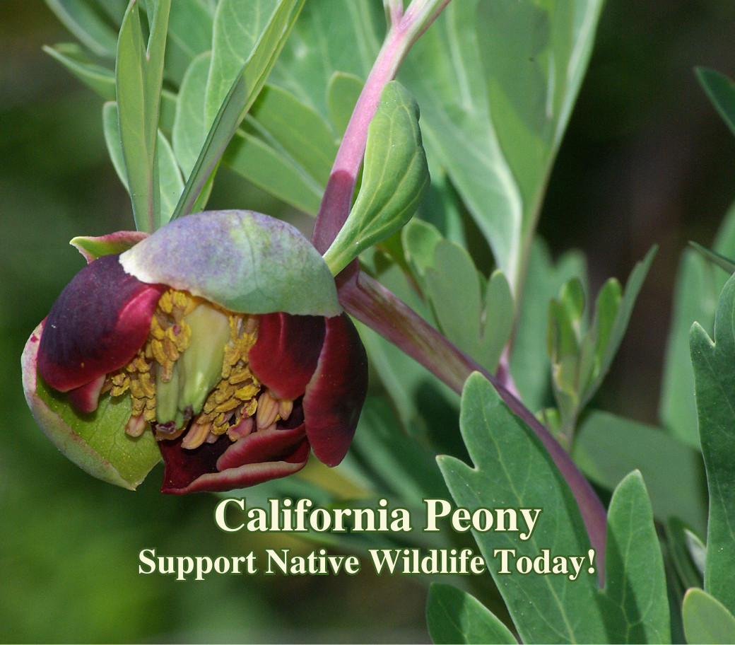 California Peony Seeds California Native Seed Paeonia californica Seed