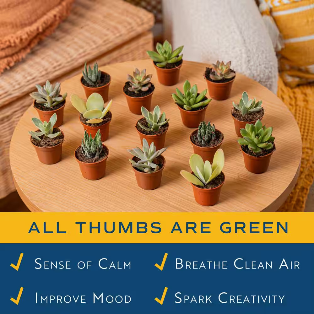 Mini Unique Indoor Succulent Plants in 2 In. round Grower Pot, Avg. Shipping Hei