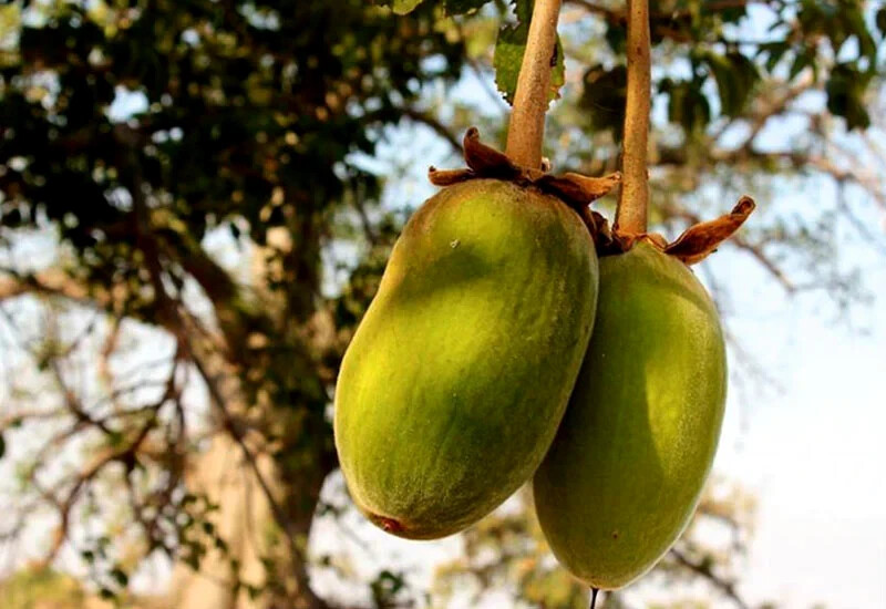 5 Baobab Seeds Adansonia digitata “Tree of Life” Rare Monkey Bread Bonsai Plant