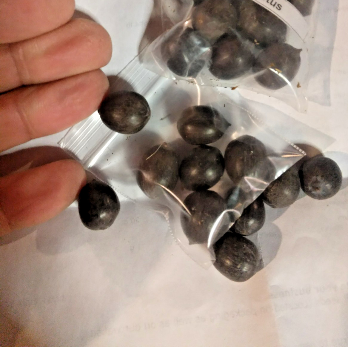 5 SIAM RUBY LOTUS SEEDS – ( MINI BOWL LOTUS ) – Nelumbo Nucifera