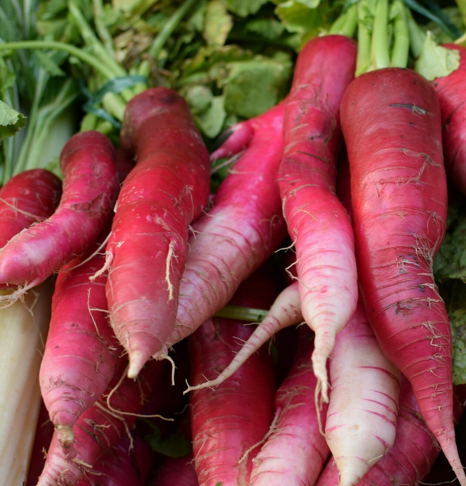 China Rose Radish Seeds, NON-GMO, Kaiware Winter Radish, FREE SHIPPING