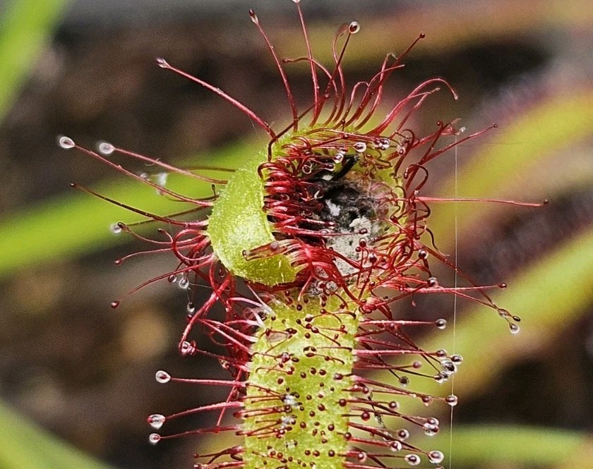 2 Adult live Drosera Capensis (Cape Sundew), 2 Complete Plant Kits. bare root.