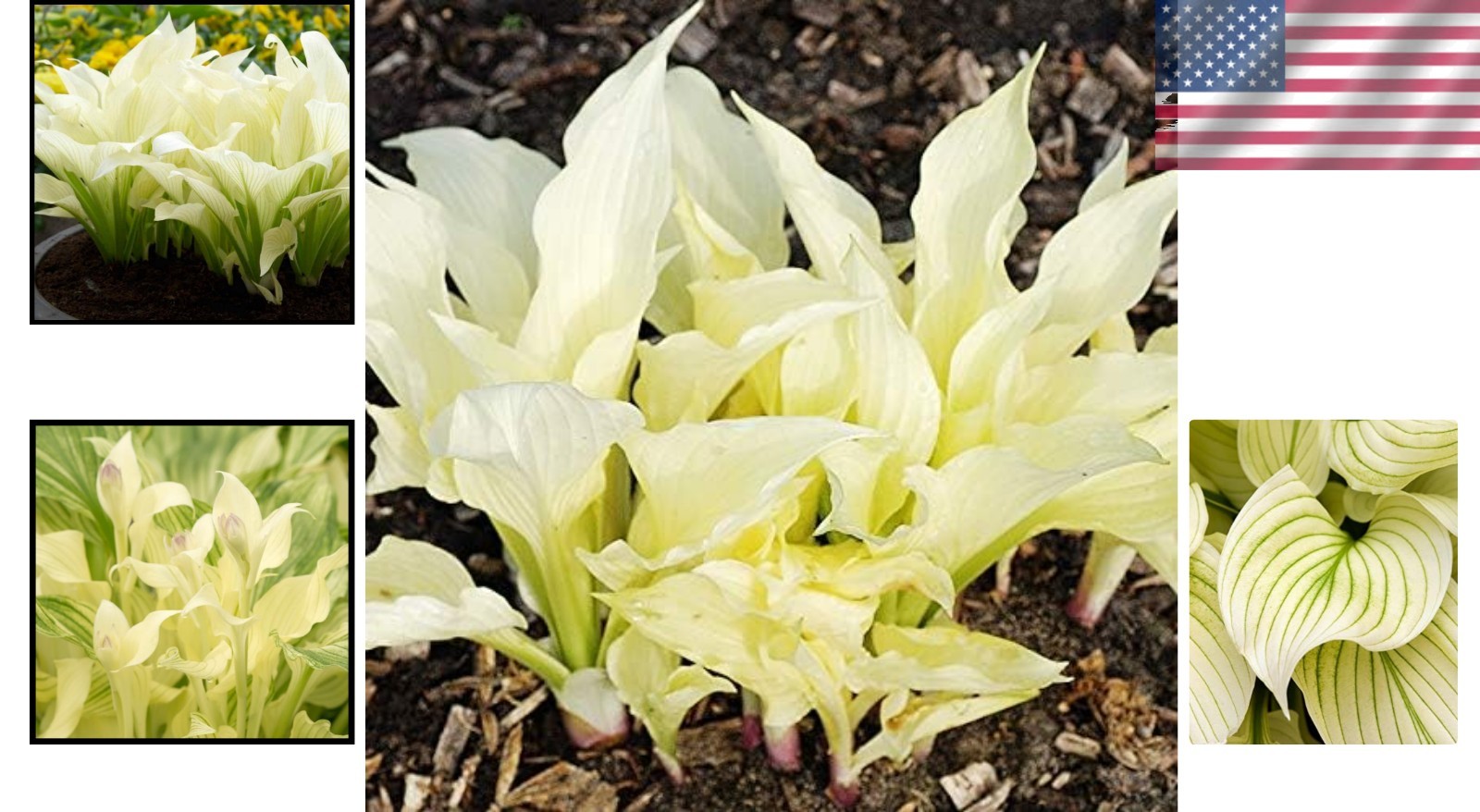 White Feather Hosta Root – Unique Perennial that Blooms in Spring/Summer