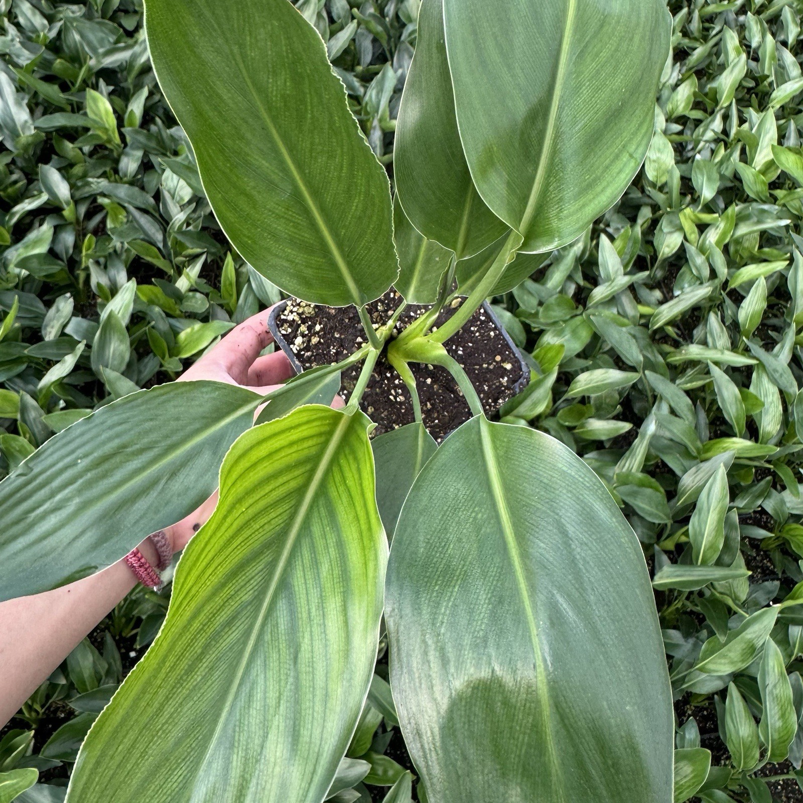 One Pot – TWO Live Plants – Orange Bird of Paradise – Strelitzia reginae (1) Pot